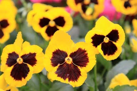 three color pansy flowers in a parkの写真素材