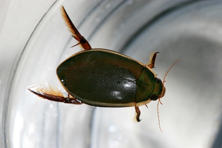 closeup of insectsの写真素材