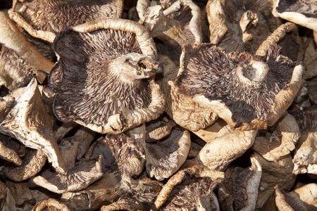 closeup of dried mushrooms, a kind of delicious foodの写真素材