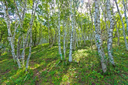 closeup of white birch forest landscape in chengde SaiHanBa, in Chinaの写真素材