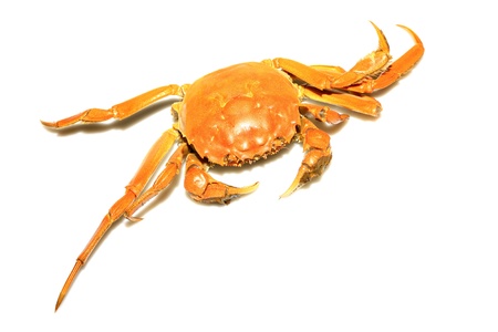 closeup of crab on a white backgroundの写真素材