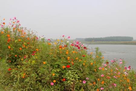 closeup of wild flowers in the field