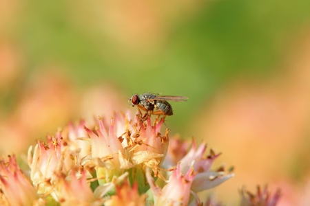 flies insects in plant inflorescence の写真素材