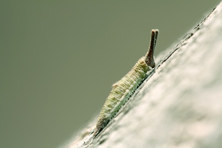 butterfly larva - caterpillar in a treeの写真素材
