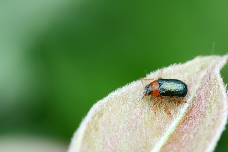 a leaf beetle has a rest on the leaf in the wildの写真素材