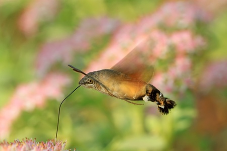 a kind of insects named clanis bilineata tsingtauica mellの写真素材