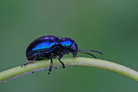 a leaf beetle has a rest on the green backgroundの写真素材