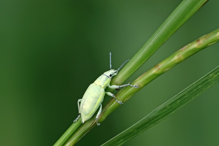 closeup of a green weevil on a green leafの写真素材
