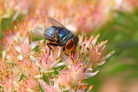 a kind of insects red headed fly