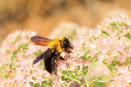 bees kind of insects in plant inflorescence 