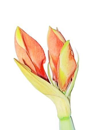 the bud of Hippeastrum hybridum in white backgroundの写真素材