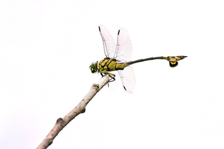closeup of resting dragonfly on the tree branchの写真素材