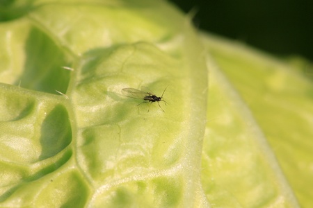 a kind of insects named aphid
