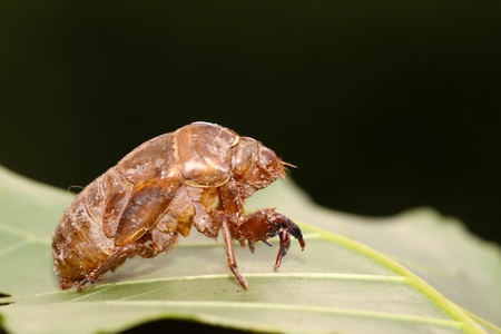 a kind of insects shellの写真素材