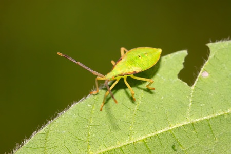 a stink bug on the green leaf