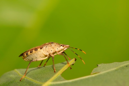 a stink bug on the green leaf