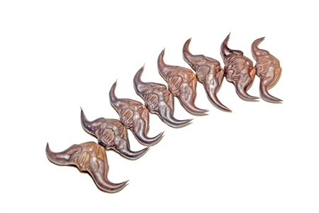 closeup of caltrop in white background