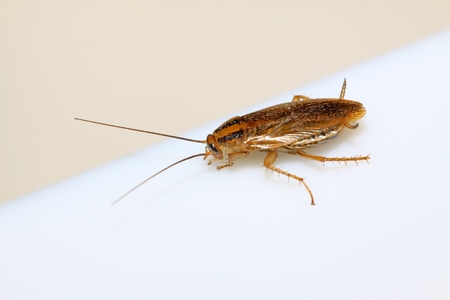 a cockroach on the white background.の写真素材