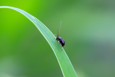 a black stink bug on the green leaf
