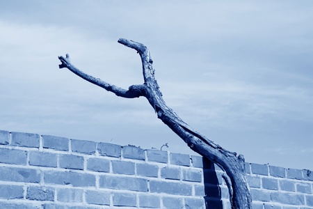 trees and brick wall in Chinaのeditorial素材