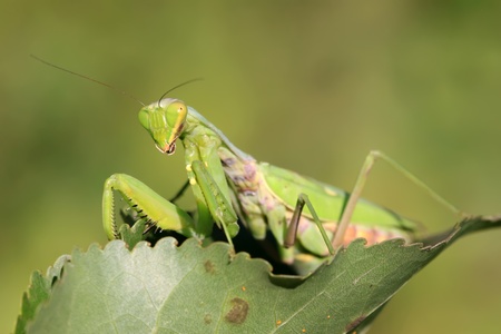 closeup of mantis in the wildの写真素材