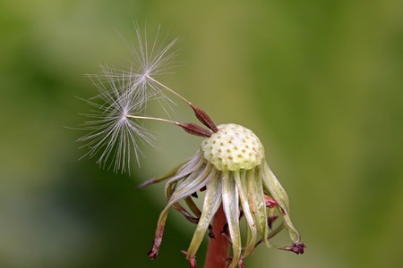 dandelion seeds being blown away, leaving only a small part