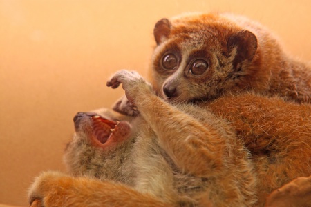 closeup of a slow lorises の写真素材