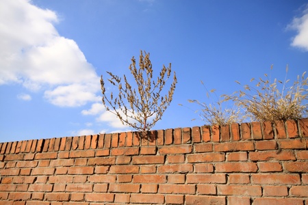 grass on the wall under the blue skyの写真素材