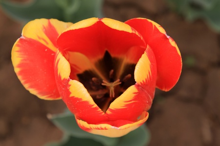 closeup of tulipa gesneriana flower in a botanical garden