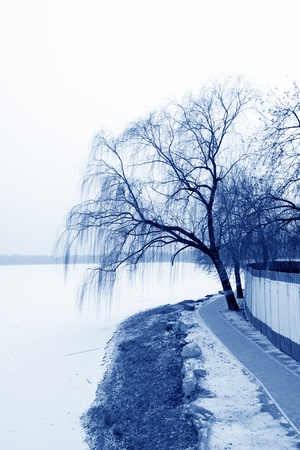 withered and yellow trees in the snow in a park の写真素材