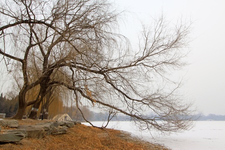 withered and yellow trees in the snow in a park の写真素材