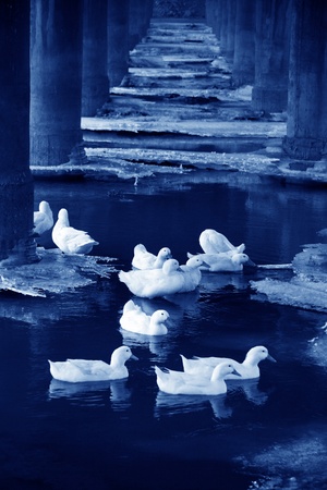 white ducks in ice and water, north china の写真素材