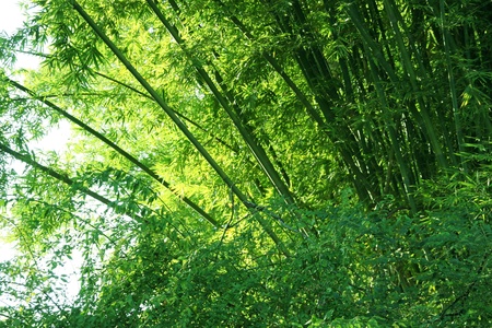 green bamboo in wuyi mountain, fujian province, China の写真素材