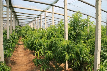peach trees in a greenhouse, north chinaのeditorial素材