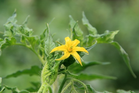 green tomatoes flowers in vegetables greenhouse, north chinaの写真素材