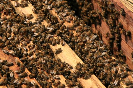 bees in the hive, Very many bees 