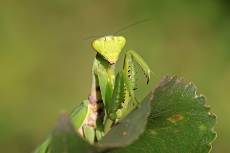 closeup of mantis in the wild