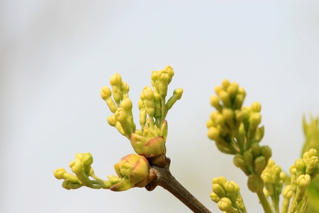 closeup of clove buds, growing in early spring, gives the impression of a thriving.の写真素材