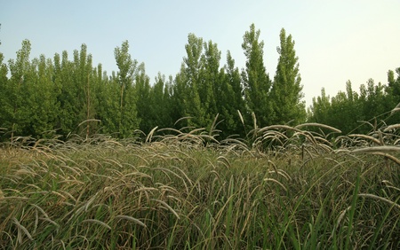 imperata, wild plant, can used as a Chinese herbal medicine