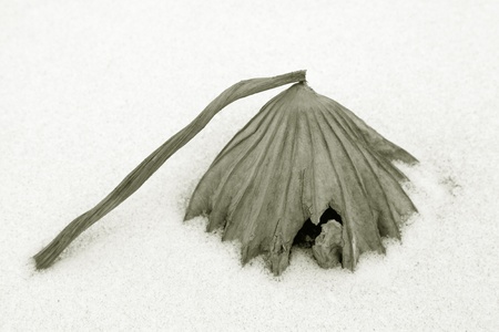 dry lotus leaf in the snow in the wildの写真素材