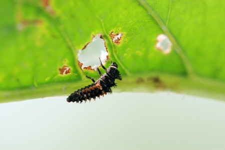 a ladybug on a green leaf, taken photos in the natural wild state, Luannan County, Hebei Province, China.の写真素材