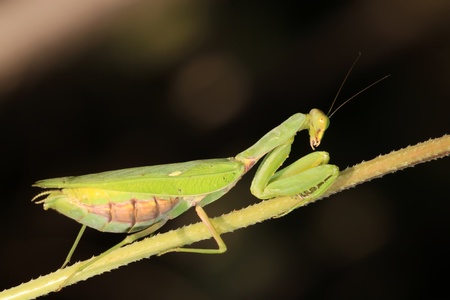 closeup of mantis in the wild
