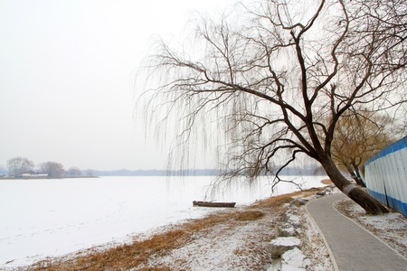 withered and yellow trees in the snow in a park の写真素材