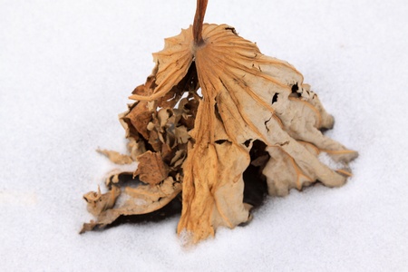 dry lotus leaf in the snow in the wildの写真素材