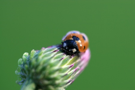 a ladybug on a green leaf, taken photos in the natural wild state, Luannan County, Hebei Province, China の写真素材