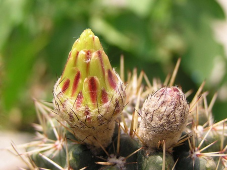 closeup of cactus plants in a greenhouse