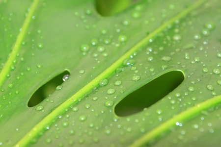 green plant leaves with dew in a garden, north china