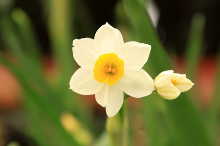 closeup of daffodils flowers, looks very beautiful 