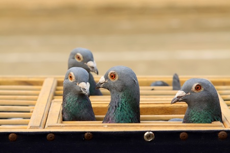 pigeons head features in a cage in north chinaの写真素材