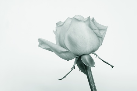 closeup of rose flowers, take photos in the natural wild stateの写真素材